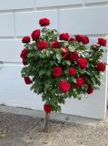 Rosenpracht-in-Putbus
