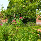 20240629_Klostergarten-a