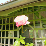 20240629_Klostergarten-e