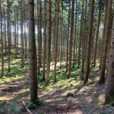 Wald zwischen Klingen bis Sielenbach, 10.08.2025