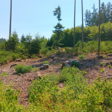 Wald zwischen Klingen bis Sielenbach, 10.08.2025