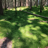 Wald zwischen Klingen bis Sielenbach, 10.08.2025
