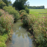 Fluss Ecknach bei Blumenthal, 10.08.2025