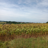 Altom-Streuobstwiese-20250907_124338