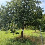 Altom-Streuobstwiese-20250907_130017