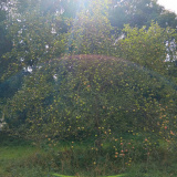 Altom-Streuobstwiese-20250907_130241
