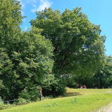 Oberwittelsbach-20250906_133717