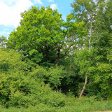 Pipinsried-20250524-a