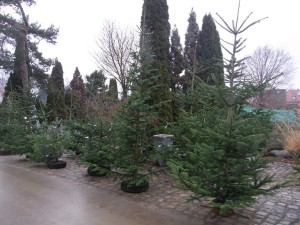 Christbaume