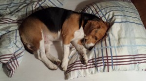snoozle