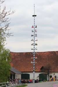 Maibaum Oberzeitlbach_2016a